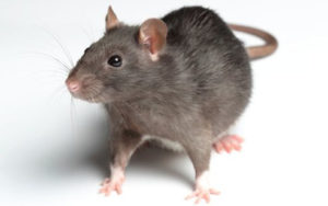 Rat3